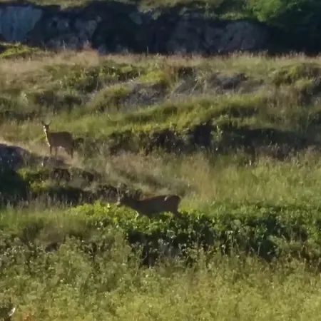 度假居 Atlanterhavsveien Rorbuer *